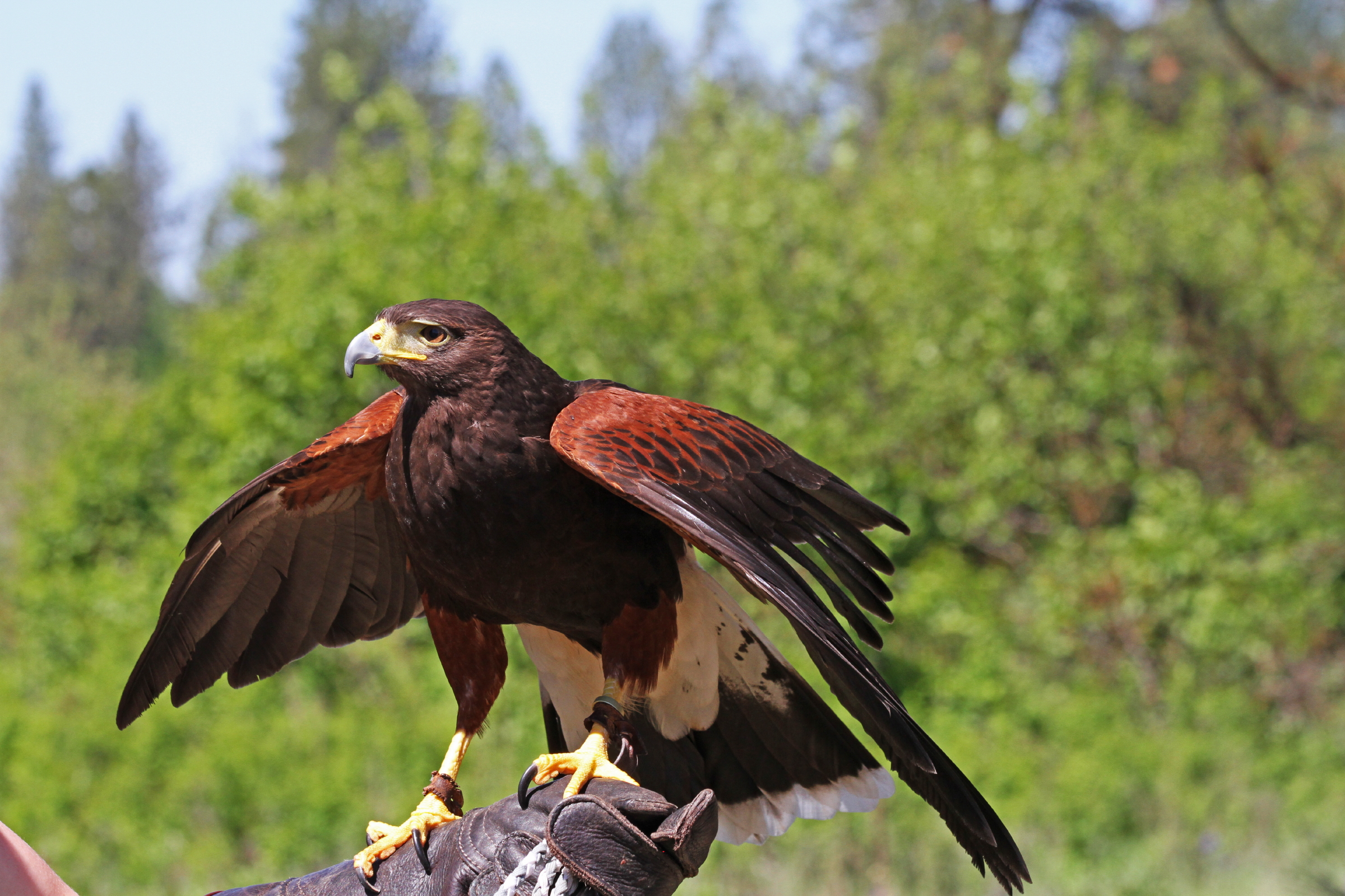 Turnbull NWR - Harris Hawk on Falconer | FWS.gov